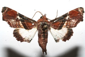  ( - 09-SRNP-104460)  @13 [ ] CreativeCommons - Attribution Non-Commercial Share-Alike (2009) Daniel H. Janzen Guanacaste Dry Forest Conservation Fund