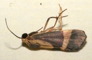  ( - 09-SRNP-104727)  @12 [ ] CreativeCommons - Attribution Non-Commercial Share-Alike (2009) Daniel H. Janzen Guanacaste Dry Forest Conservation Fund