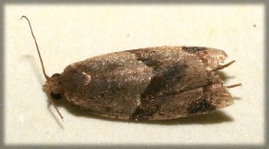  ( - 09-SRNP-104901)  @12 [ ] CreativeCommons - Attribution Non-Commercial Share-Alike (2009) Daniel H. Janzen Guanacaste Dry Forest Conservation Fund