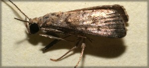  ( - 09-SRNP-104951)  @14 [ ] CreativeCommons - Attribution Non-Commercial Share-Alike (2009) Daniel H. Janzen Guanacaste Dry Forest Conservation Fund