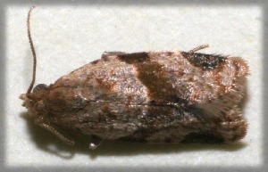  ( - 09-SRNP-105004)  @12 [ ] CreativeCommons - Attribution Non-Commercial Share-Alike (2009) Daniel H. Janzen Guanacaste Dry Forest Conservation Fund