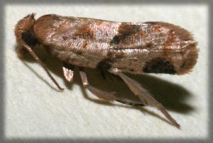  ( - 09-SRNP-105005)  @12 [ ] CreativeCommons - Attribution Non-Commercial Share-Alike (2009) Daniel H. Janzen Guanacaste Dry Forest Conservation Fund