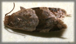  ( - 09-SRNP-105006)  @12 [ ] CreativeCommons - Attribution Non-Commercial Share-Alike (2009) Daniel H. Janzen Guanacaste Dry Forest Conservation Fund