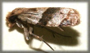  ( - 09-SRNP-105008)  @12 [ ] CreativeCommons - Attribution Non-Commercial Share-Alike (2009) Daniel H. Janzen Guanacaste Dry Forest Conservation Fund