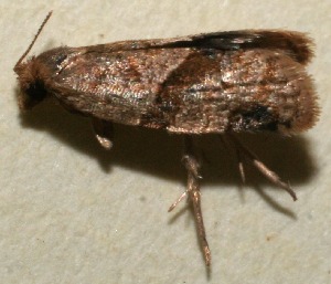  ( - 09-SRNP-105176)  @12 [ ] CreativeCommons - Attribution Non-Commercial Share-Alike (2009) Daniel H. Janzen Guanacaste Dry Forest Conservation Fund