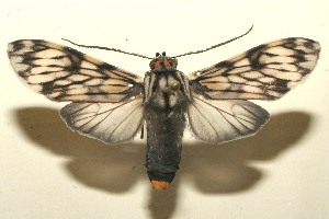  ( - 09-SRNP-105553)  @14 [ ] CreativeCommons - Attribution Non-Commercial Share-Alike (2009) Daniel H. Janzen Guanacaste Dry Forest Conservation Fund