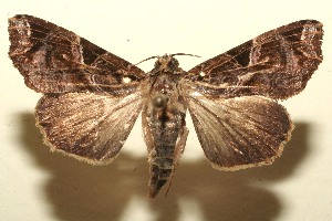  ( - 09-SRNP-105595)  @14 [ ] CreativeCommons - Attribution Non-Commercial Share-Alike (2009) Daniel H. Janzen Guanacaste Dry Forest Conservation Fund