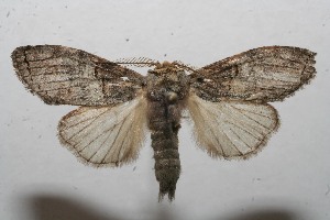  ( - 09-SRNP-105661)  @13 [ ] CreativeCommons - Attribution Non-Commercial Share-Alike (2009) Daniel H. Janzen Guanacaste Dry Forest Conservation Fund