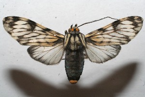  ( - 09-SRNP-105724)  @14 [ ] CreativeCommons - Attribution Non-Commercial Share-Alike (2009) Daniel H. Janzen Guanacaste Dry Forest Conservation Fund