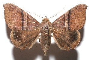  ( - 09-SRNP-106627)  @14 [ ] CreativeCommons - Attribution Non-Commercial Share-Alike (2009) Daniel H. Janzen Guanacaste Dry Forest Conservation Fund