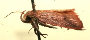  ( - 09-SRNP-106888)  @14 [ ] CreativeCommons - Attribution Non-Commercial Share-Alike (2009) Daniel H. Janzen Guanacaste Dry Forest Conservation Fund