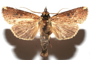  ( - 09-SRNP-107139)  @13 [ ] CreativeCommons - Attribution Non-Commercial Share-Alike (2009) Daniel H. Janzen Guanacaste Dry Forest Conservation Fund