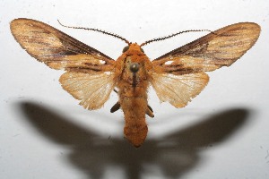  ( - 09-SRNP-107421)  @14 [ ] CreativeCommons - Attribution Non-Commercial Share-Alike (2010) Daniel H. Janzen Guanacaste Dry Forest Conservation Fund