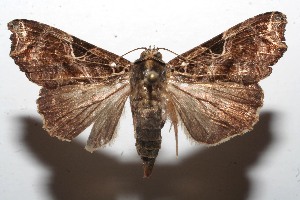  ( - 09-SRNP-107670)  @14 [ ] CreativeCommons - Attribution Non-Commercial Share-Alike (2010) Daniel H. Janzen Guanacaste Dry Forest Conservation Fund