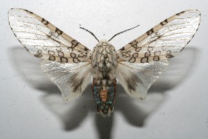  ( - 09-SRNP-107737)  @14 [ ] CreativeCommons - Attribution Non-Commercial Share-Alike (2010) Daniel H. Janzen Guanacaste Dry Forest Conservation Fund