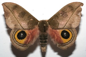  ( - 09-SRNP-108196)  @14 [ ] CreativeCommons - Attribution Non-Commercial Share-Alike (2010) Daniel H. Janzen Guanacaste Dry Forest Conservation Fund