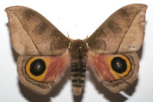  ( - 09-SRNP-108198)  @14 [ ] CreativeCommons - Attribution Non-Commercial Share-Alike (2010) Daniel H. Janzen Guanacaste Dry Forest Conservation Fund