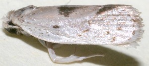  ( - 09-SRNP-108353)  @13 [ ] CreativeCommons - Attribution Non-Commercial Share-Alike (2010) Daniel H. Janzen Guanacaste Dry Forest Conservation Fund