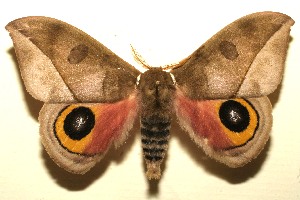  ( - 09-SRNP-108482)  @14 [ ] CreativeCommons - Attribution Non-Commercial Share-Alike (2010) Daniel H. Janzen Guanacaste Dry Forest Conservation Fund