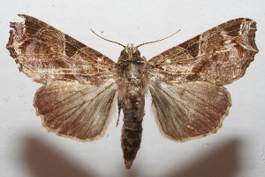  ( - 09-SRNP-109410)  @14 [ ] CreativeCommons - Attribution Non-Commercial Share-Alike (2013) Daniel H. Janzen Guanacaste Dry Forest Conservation Fund