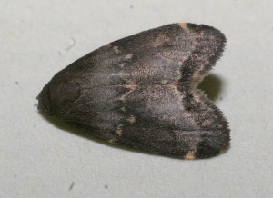  ( - 09-SRNP-109520)  @13 [ ] CreativeCommons - Attribution Non-Commercial Share-Alike (2013) Daniel H. Janzen Guanacaste Dry Forest Conservation Fund