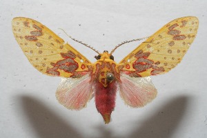  ( - 09-SRNP-109696)  @14 [ ] CreativeCommons - Attribution Non-Commercial Share-Alike (2013) Daniel H. Janzen Guanacaste Dry Forest Conservation Fund