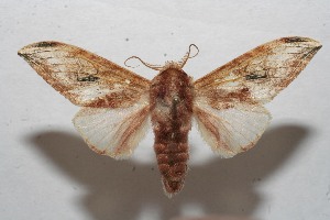  ( - 09-SRNP-109772)  @13 [ ] CreativeCommons - Attribution Non-Commercial Share-Alike (2013) Daniel H. Janzen Guanacaste Dry Forest Conservation Fund