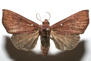  ( - 09-SRNP-110413)  @14 [ ] CreativeCommons - Attribution Non-Commercial Share-Alike (2013) Daniel H. Janzen Guanacaste Dry Forest Conservation Fund