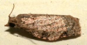  ( - 09-SRNP-110856)  @12 [ ] CreativeCommons - Attribution Non-Commercial Share-Alike (2013) Daniel H. Janzen Guanacaste Dry Forest Conservation Fund