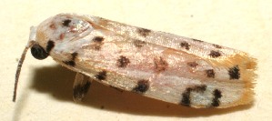  ( - 09-SRNP-111398)  @14 [ ] CreativeCommons - Attribution Non-Commercial Share-Alike (2013) Daniel H. Janzen Guanacaste Dry Forest Conservation Fund