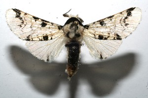  ( - 09-SRNP-111543)  @13 [ ] CreativeCommons - Attribution Non-Commercial Share-Alike (2013) Daniel H. Janzen Guanacaste Dry Forest Conservation Fund