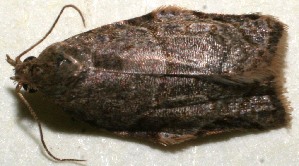  ( - 10-SRNP-100212)  @12 [ ] CreativeCommons - Attribution Non-Commercial Share-Alike (2013) Daniel H. Janzen Guanacaste Dry Forest Conservation Fund