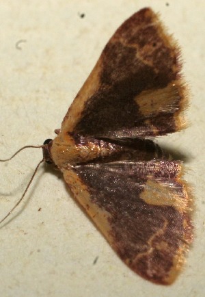  ( - 10-SRNP-100461)  @12 [ ] CreativeCommons - Attribution Non-Commercial Share-Alike (2013) Daniel H. Janzen Guanacaste Dry Forest Conservation Fund