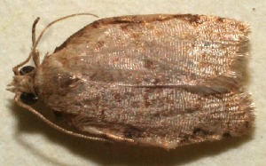  ( - 10-SRNP-100999)  @12 [ ] CreativeCommons - Attribution Non-Commercial Share-Alike (2013) Daniel H. Janzen Guanacaste Dry Forest Conservation Fund