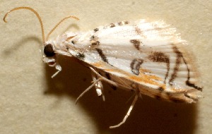  ( - 10-SRNP-101009)  @12 [ ] CreativeCommons - Attribution Non-Commercial Share-Alike (2013) Daniel H. Janzen Guanacaste Dry Forest Conservation Fund