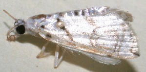  ( - 10-SRNP-102027)  @12 [ ] CreativeCommons - Attribution Non-Commercial Share-Alike (2013) Daniel H. Janzen Guanacaste Dry Forest Conservation Fund