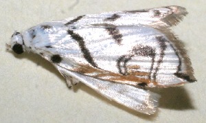  ( - 10-SRNP-102054)  @12 [ ] CreativeCommons - Attribution Non-Commercial Share-Alike (2013) Daniel H. Janzen Guanacaste Dry Forest Conservation Fund