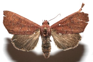  ( - 10-SRNP-103926)  @14 [ ] CreativeCommons - Attribution Non-Commercial Share-Alike (2010) Daniel H. Janzen Guanacaste Dry Forest Conservation Fund