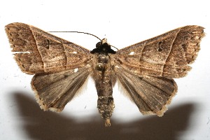  ( - 10-SRNP-104459)  @14 [ ] CreativeCommons - Attribution Non-Commercial Share-Alike (2010) Daniel H. Janzen Guanacaste Dry Forest Conservation Fund