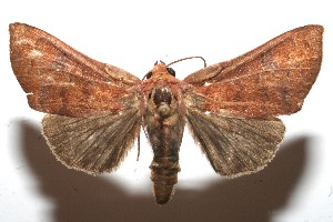  ( - 10-SRNP-104461)  @14 [ ] CreativeCommons - Attribution Non-Commercial Share-Alike (2010) Daniel H. Janzen Guanacaste Dry Forest Conservation Fund