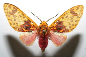  ( - 10-SRNP-105174)  @14 [ ] CreativeCommons - Attribution Non-Commercial Share-Alike (2010) Daniel H. Janzen Guanacaste Dry Forest Conservation Fund