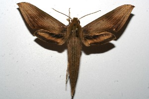  ( - 10-SRNP-106068)  @12 [ ] CreativeCommons - Attribution Non-Commercial Share-Alike (2010) Daniel H. Janzen Guanacaste Dry Forest Conservation Fund