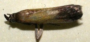  ( - 10-SRNP-106313)  @11 [ ] CreativeCommons - Attribution Non-Commercial Share-Alike (2010) Daniel H. Janzen Guanacaste Dry Forest Conservation Fund