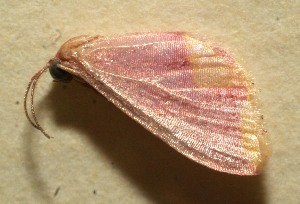  ( - 10-SRNP-106422)  @12 [ ] CreativeCommons - Attribution Non-Commercial Share-Alike (2010) Daniel H. Janzen Guanacaste Dry Forest Conservation Fund