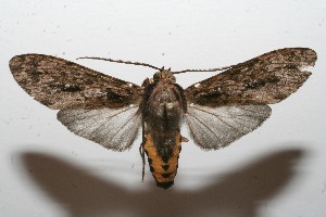  ( - 10-SRNP-109016)  @13 [ ] CreativeCommons - Attribution Non-Commercial Share-Alike (2010) Daniel H. Janzen Guanacaste Dry Forest Conservation Fund