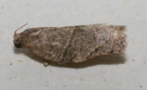  ( - 10-SRNP-109281)  @12 [ ] CreativeCommons - Attribution Non-Commercial Share-Alike (2010) Daniel H. Janzen Guanacaste Dry Forest Conservation Fund