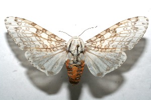  ( - 10-SRNP-109809)  @14 [ ] CreativeCommons - Attribution Non-Commercial Share-Alike (2010) Daniel H. Janzen Guanacaste Dry Forest Conservation Fund