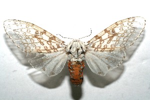  ( - 10-SRNP-109810)  @14 [ ] CreativeCommons - Attribution Non-Commercial Share-Alike (2010) Daniel H. Janzen Guanacaste Dry Forest Conservation Fund