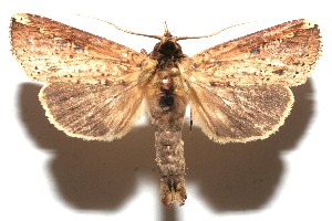  ( - 10-SRNP-109999)  @13 [ ] CreativeCommons - Attribution Non-Commercial Share-Alike (2010) Daniel H. Janzen Guanacaste Dry Forest Conservation Fund