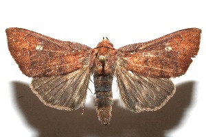  ( - 10-SRNP-110259)  @14 [ ] CreativeCommons - Attribution Non-Commercial Share-Alike (2010) Daniel H. Janzen Guanacaste Dry Forest Conservation Fund